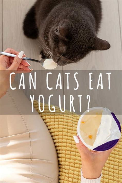 Yoghurt är en bra